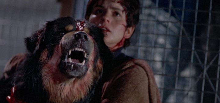 A person with a bloody face holds a large, angry Rottweiler with blood on its head. Both appear distressed in front of a metal fence—certainly not your typical Birthday Celebration scene.