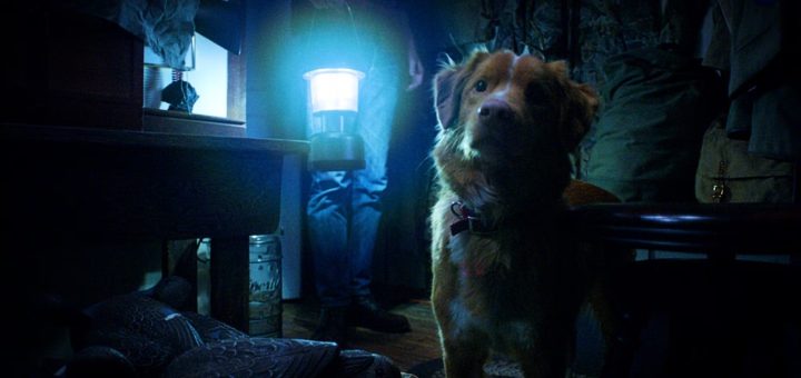 A dog with reddish fur stands indoors, looking up. Behind it, a person holds a bright lantern, casting a blue light in a dimly lit room filled with furniture and bags.