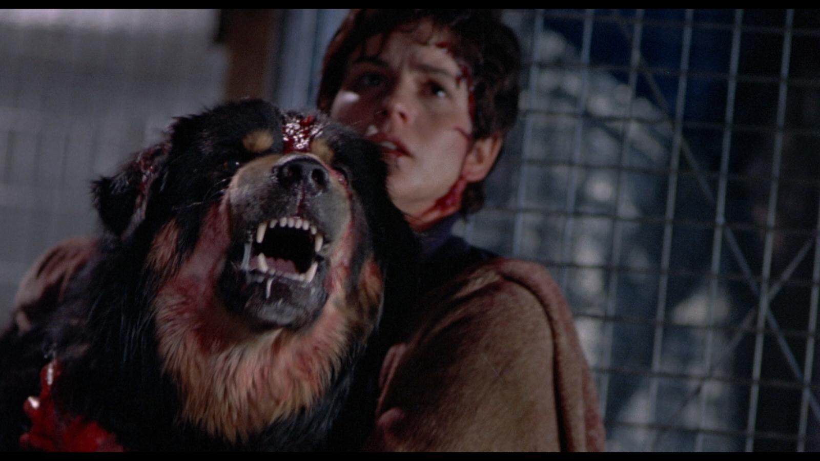 A person with a bloody face holds a large, angry Rottweiler with blood on its head. Both appear distressed in front of a metal fence—certainly not your typical Birthday Celebration scene.