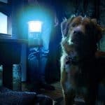 Good Boy