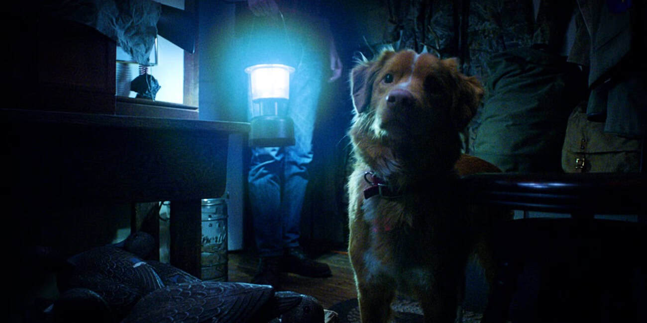 A dog with reddish fur stands indoors, looking up. Behind it, a person holds a bright lantern, casting a blue light in a dimly lit room filled with furniture and bags.